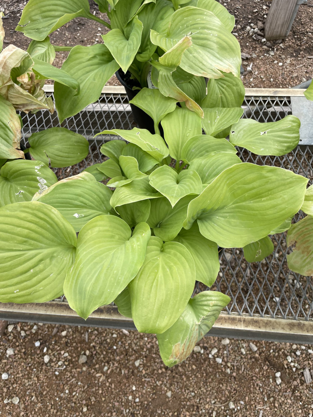 Hosta, Guacamole #1
