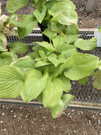Hosta, Guacamole #1