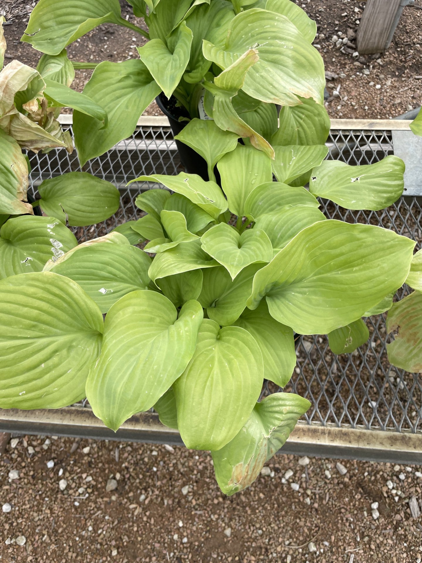 Hosta, Guacamole #1