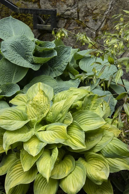 Hosta, Guacamole #1