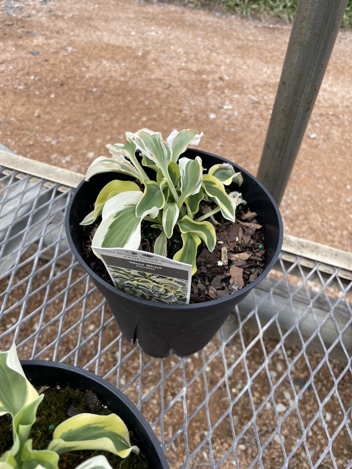 Hosta, Mini Skirt
