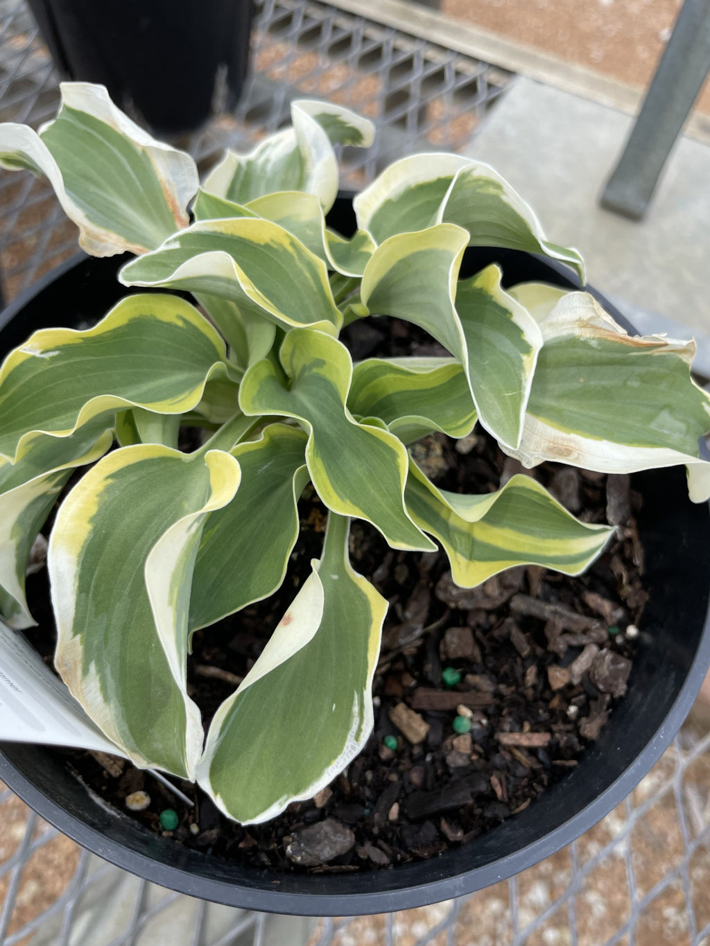Hosta, Mini Skirt