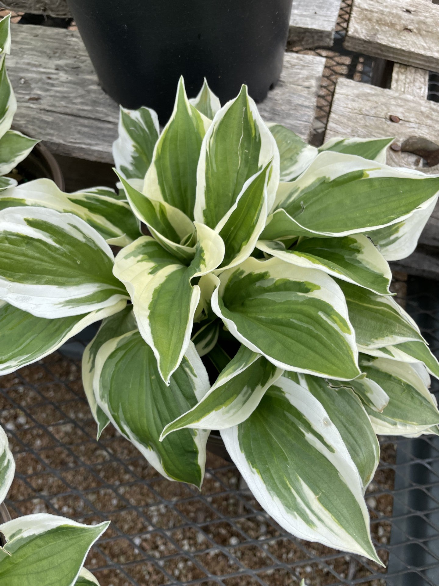Hosta, Minuteman #1