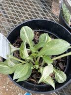 Hosta, Pandora's Box #1