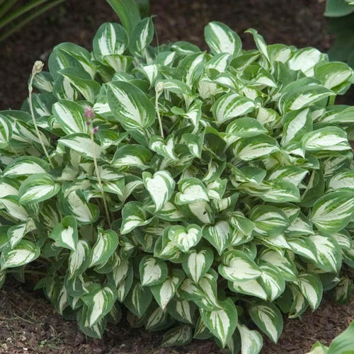 Hosta, Pandora's Box #1