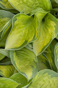 Hosta, Rainforest Sunrise #1