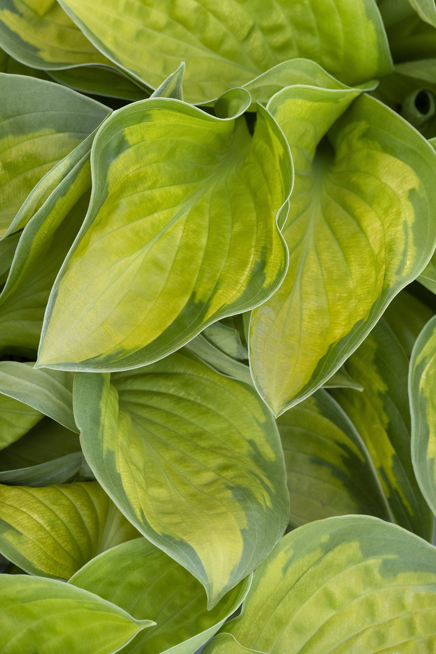 Hosta, Rainforest Sunrise #1