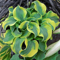 Hosta, School Mouse #1