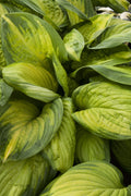 Hosta, Stained Glass #1