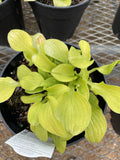 Hosta, Sun Mouse #1