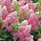 Hydrangea, Strawberry Sundae