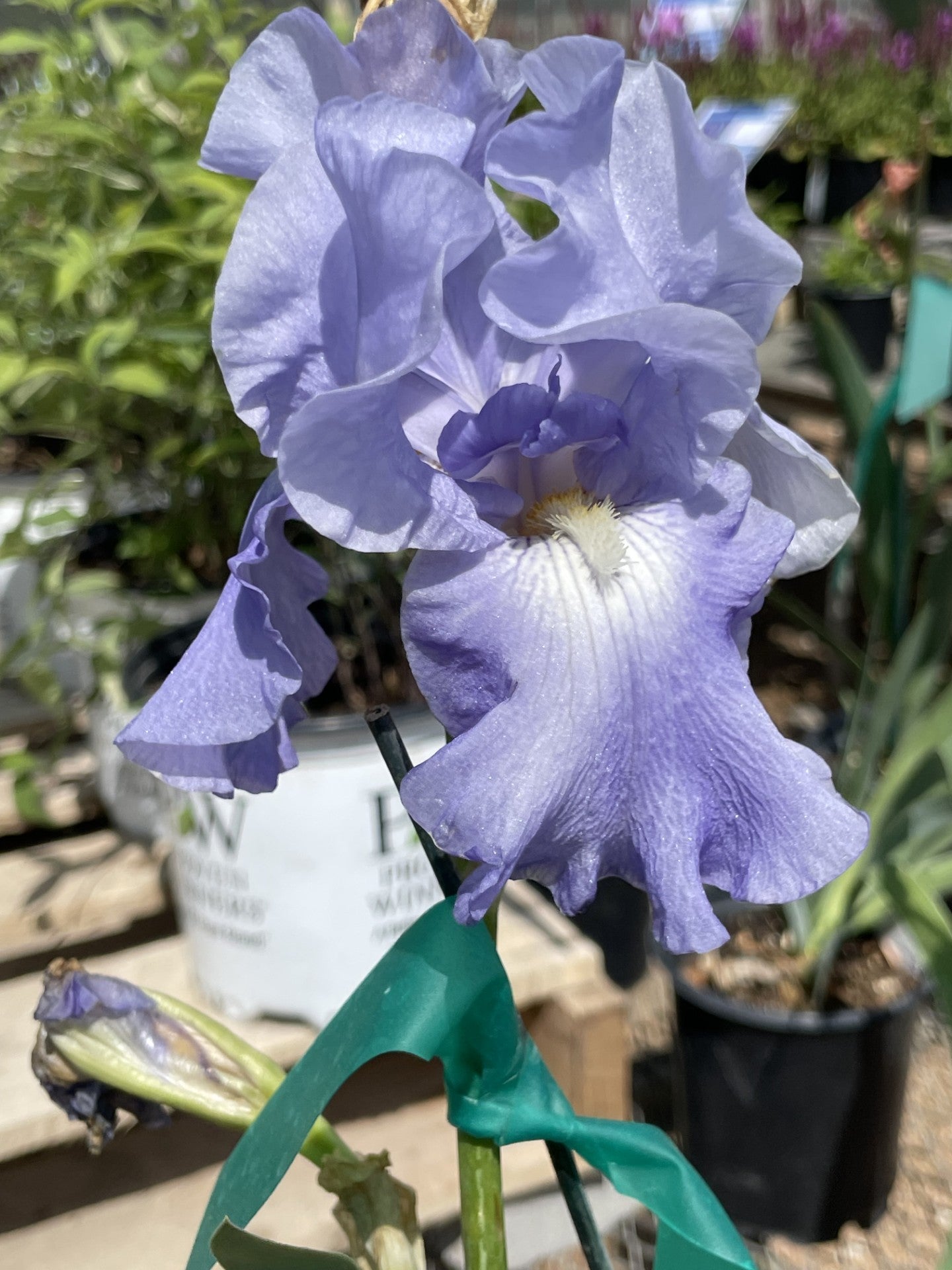 Iris, Babbling Brook #1