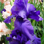 Iris, Breakers