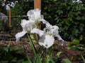 Iris, Immortality