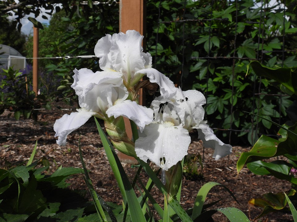 Iris, Immortality