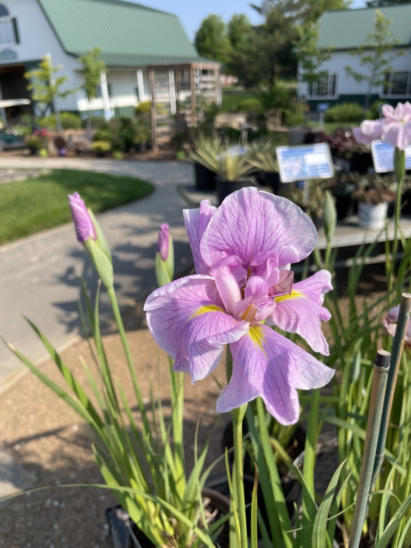 Iris, Pinkerton