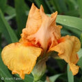 Iris, Savannah Sunset