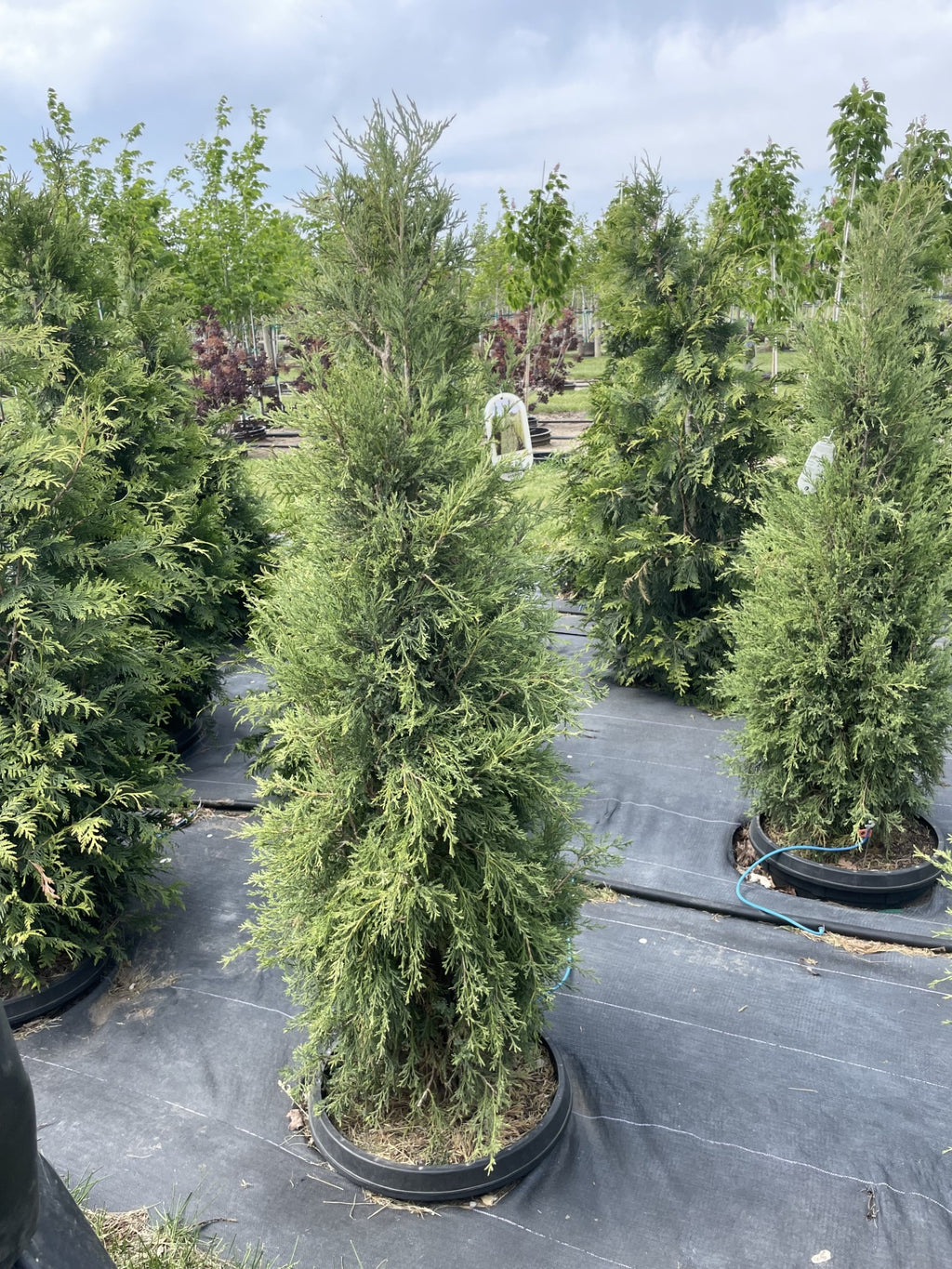 Juniper, Medora