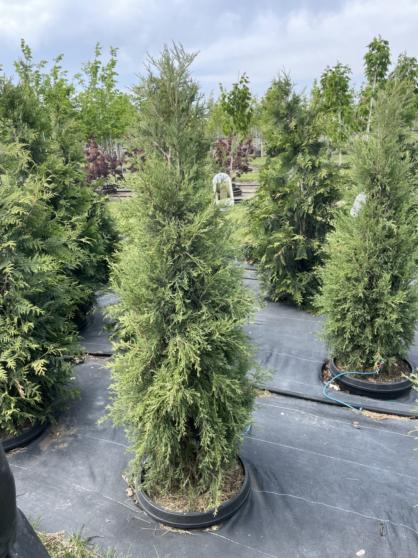 Juniper, Medora