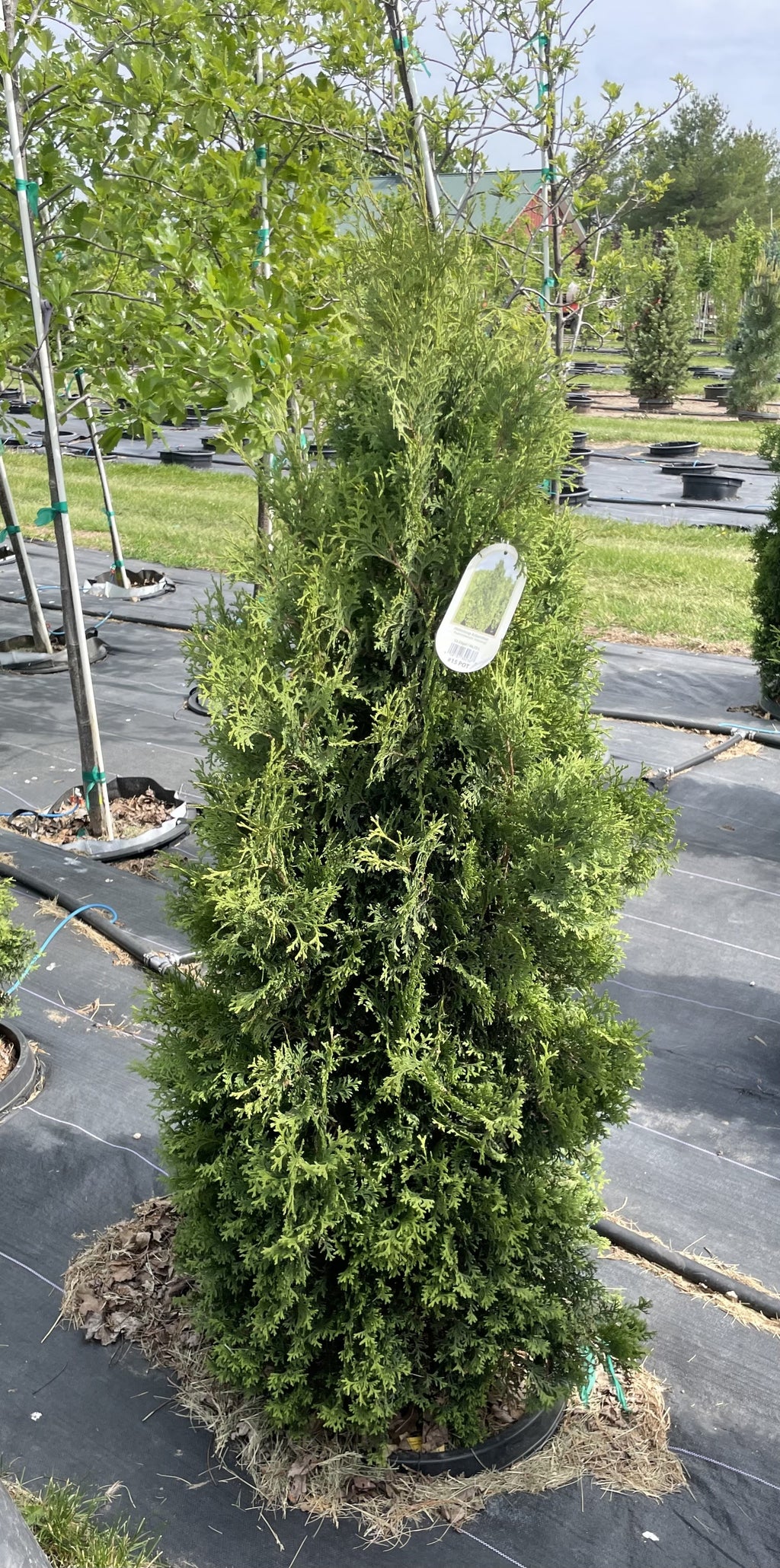 Juniper, Medora