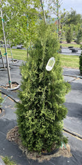 Juniper, Medora