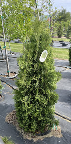 Juniper, Medora