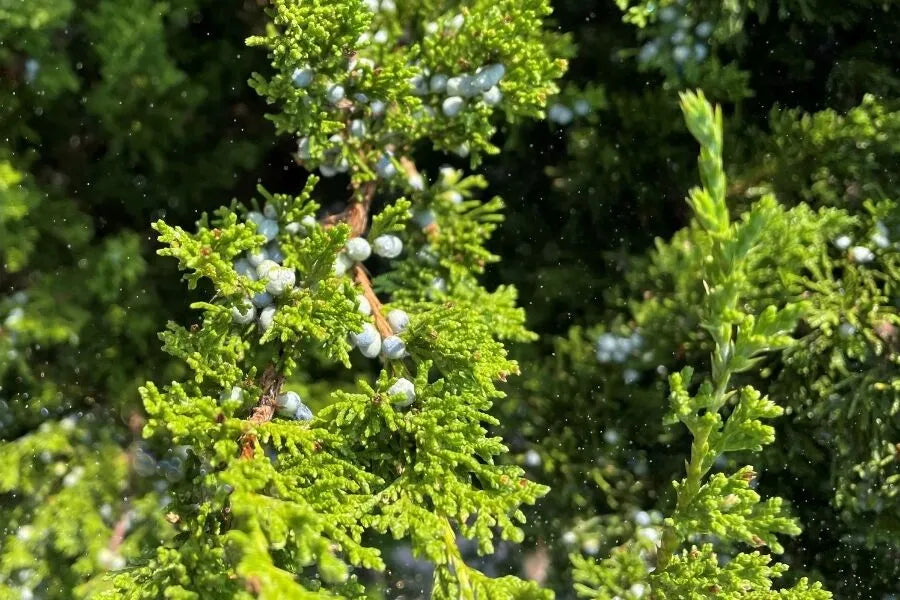 Juniper, Canaert
