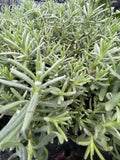 Lavender, Munstead #1