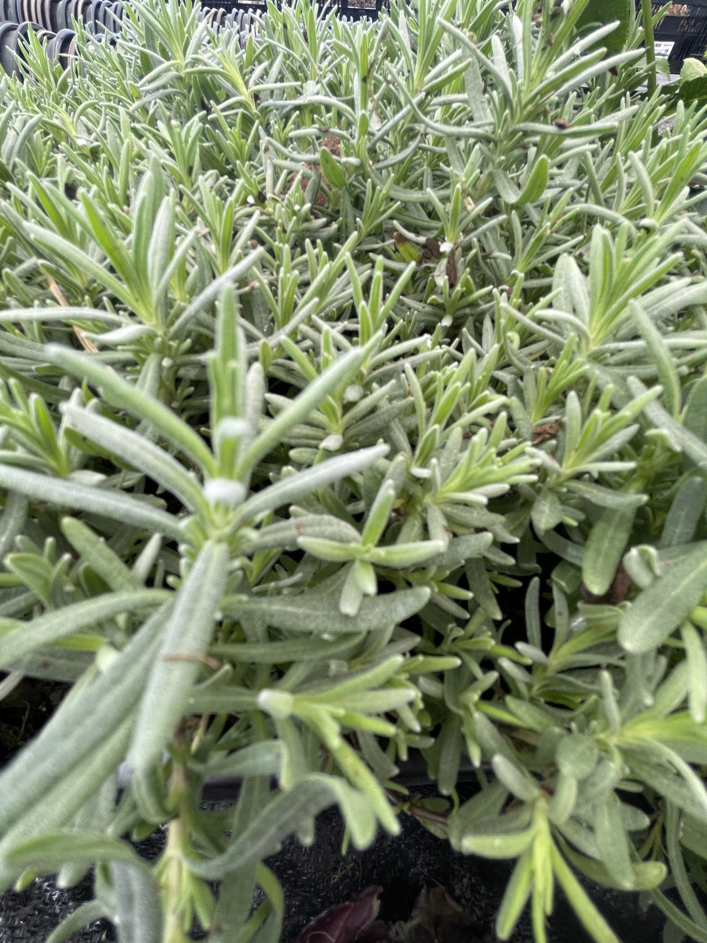 Lavender, Munstead #1