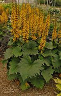 Ligularia, The Rocket
