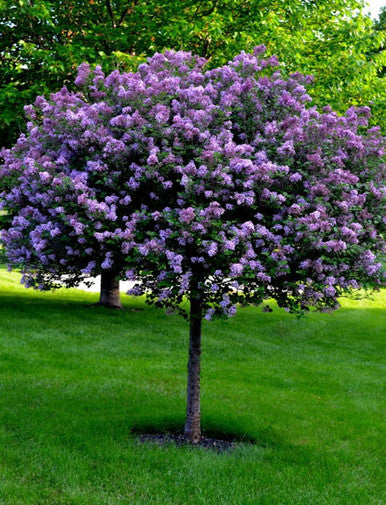 Lilac, Bloomerang Std #15