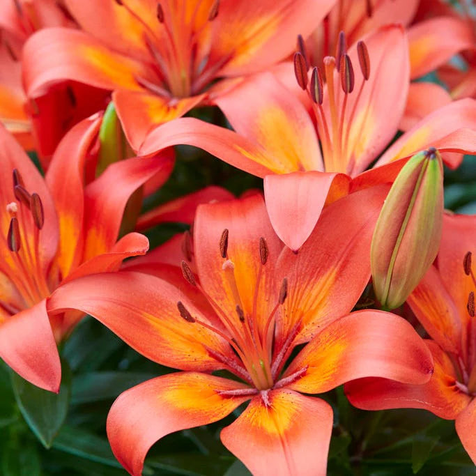 Asiatic Lily, Matrix