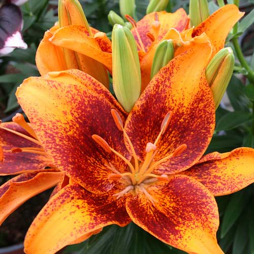 Asiatic Lily, Tiny Cosmic
