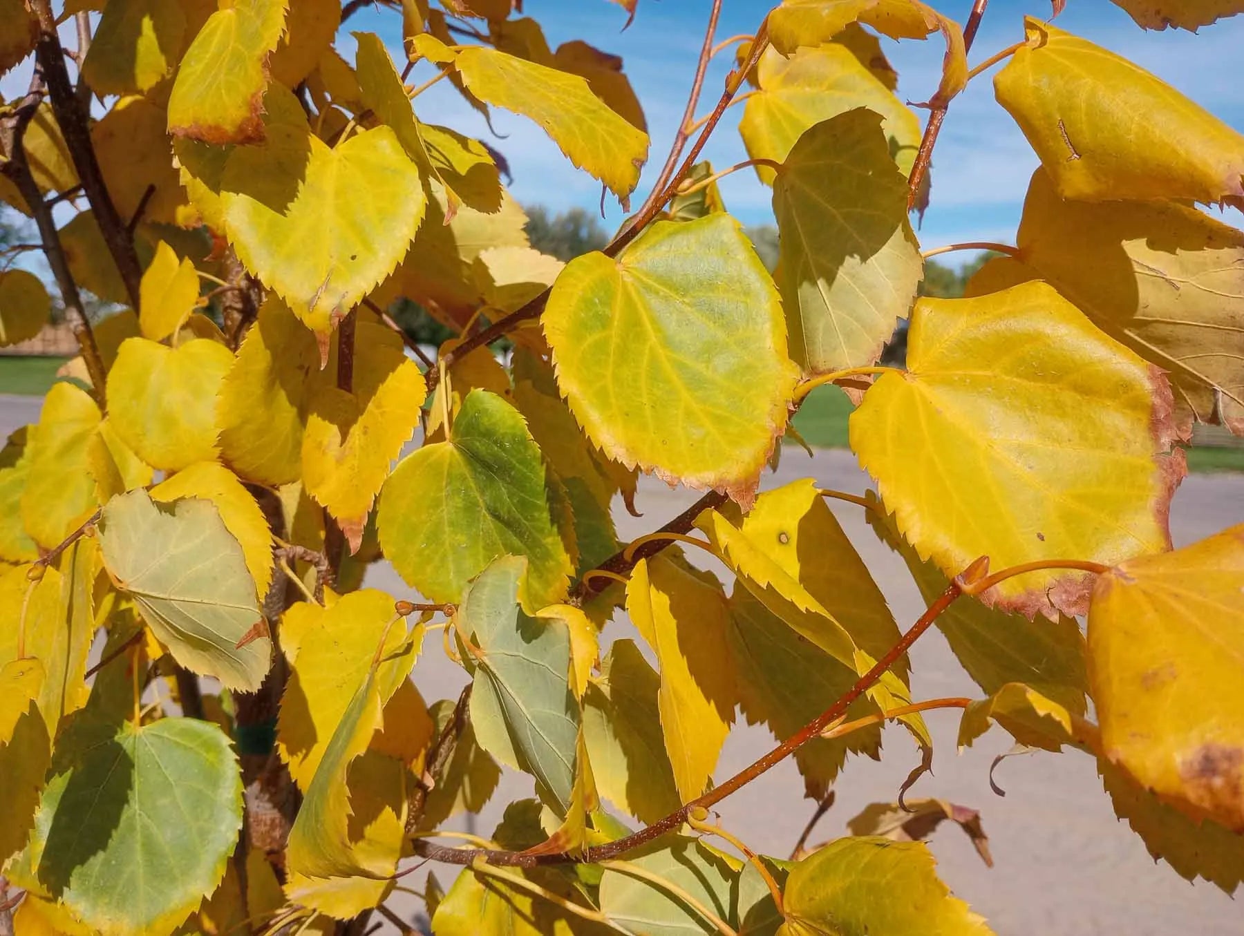 Linden, Harvest Gold