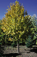 Linden, Harvest Gold