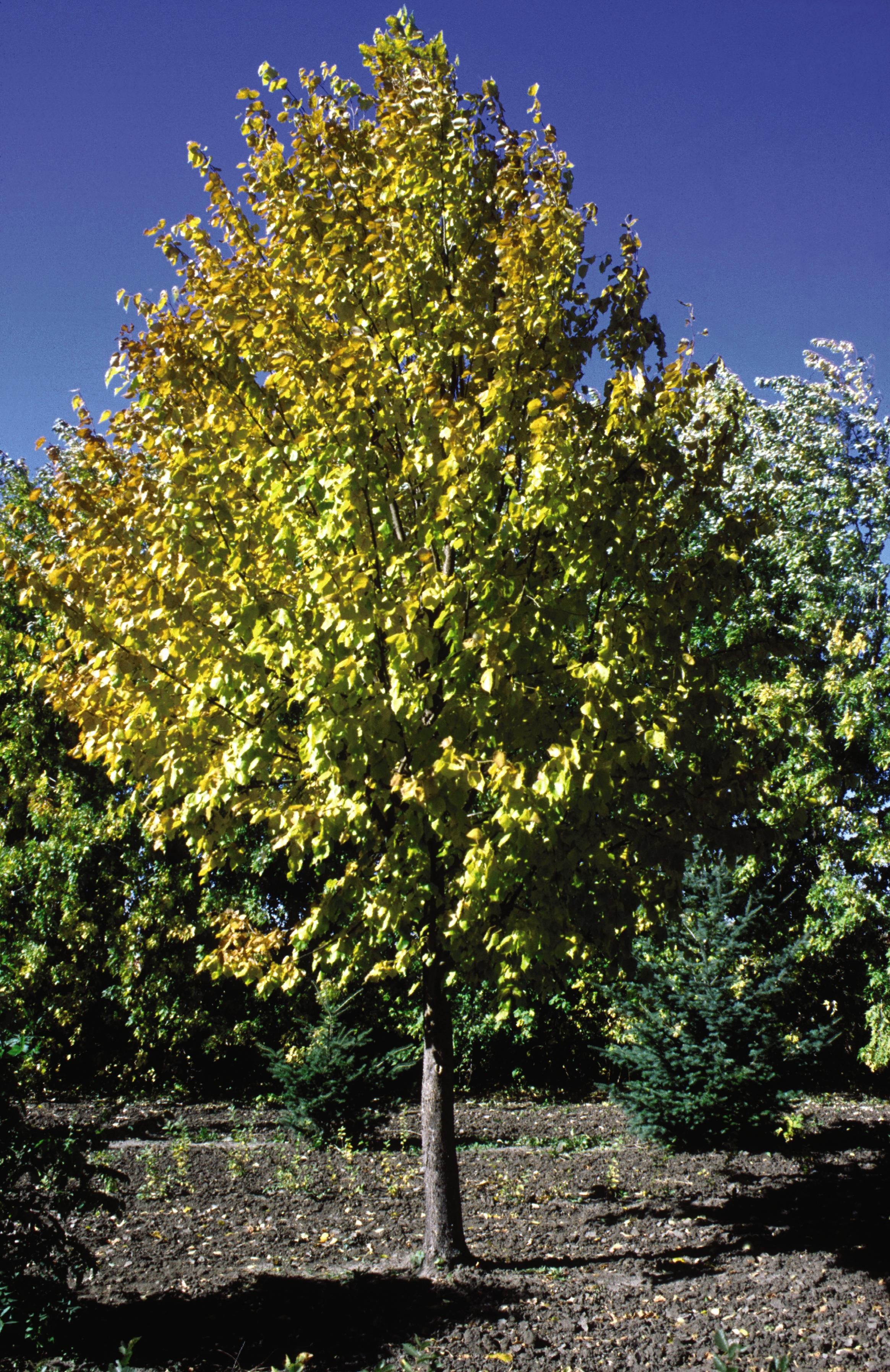 Linden, Harvest Gold