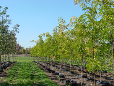 Honeylocust, Skyline