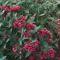 Lungwort, Raspberry Splash #1