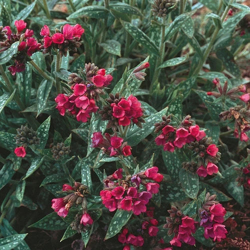Lungwort, Raspberry Splash #1