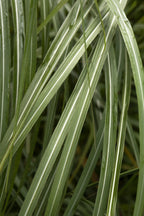 Grass, Maiden, Adagio
