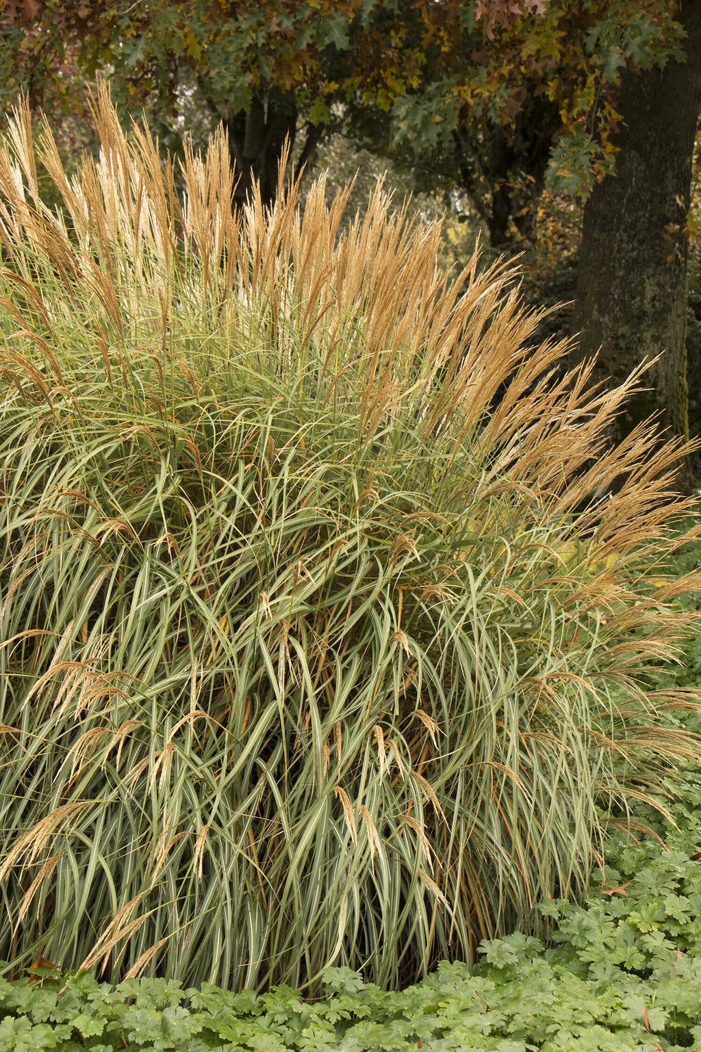 Grass, Maiden, Adagio
