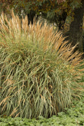 Grass, Maiden, Adagio