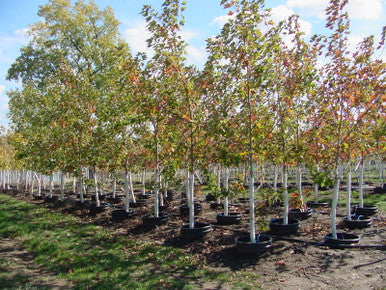 Maple, Hybrid, Sienna Glen