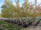 Maple, Hybrid, Sienna Glen