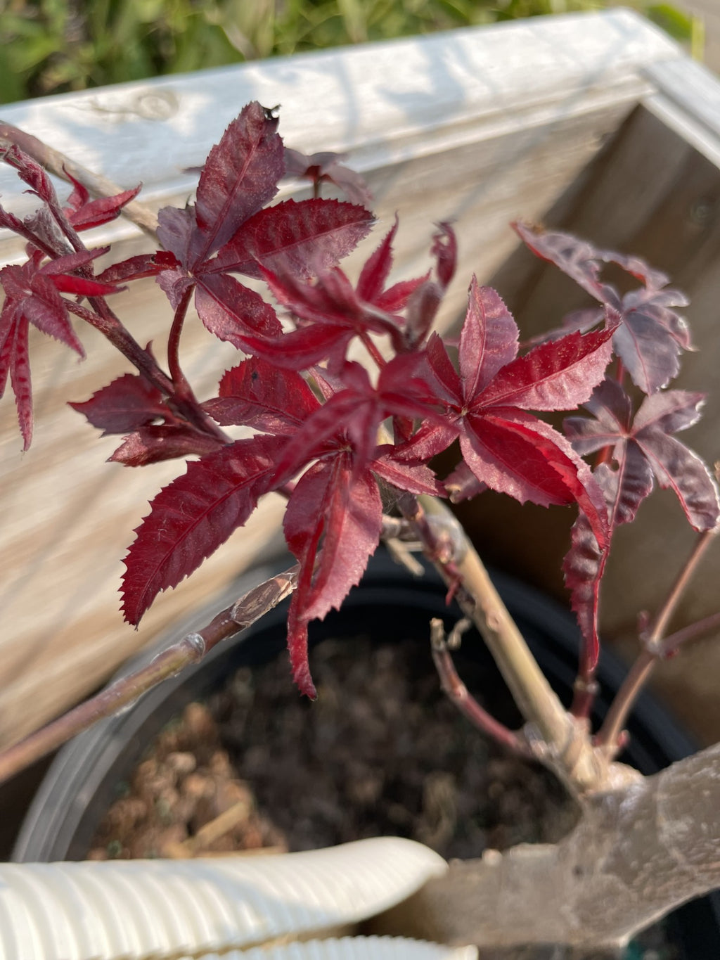 Maple, Japanese, Emperor I