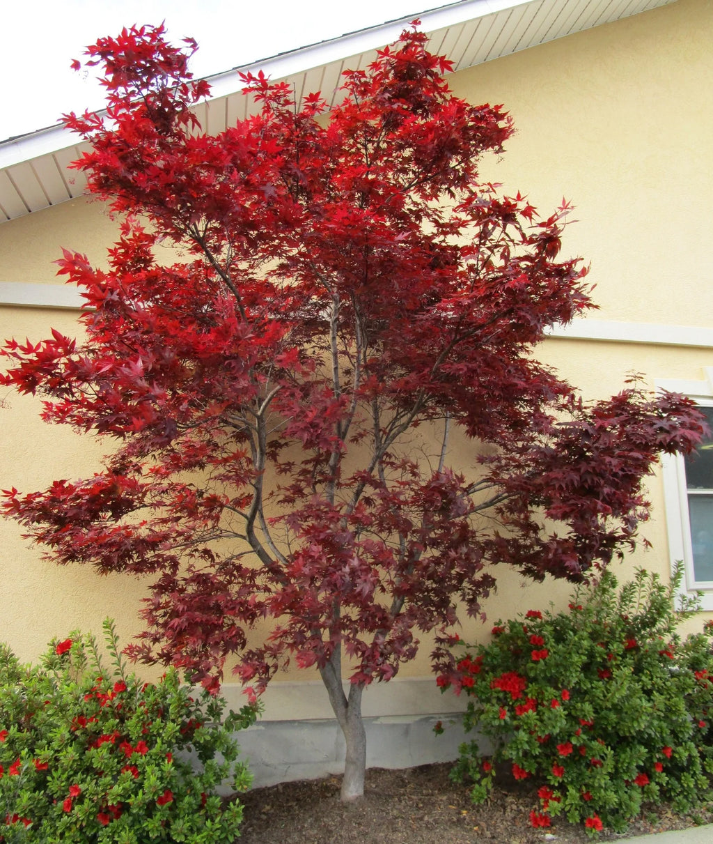 Maple, Japanese, Emperor I