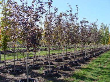 Maple, Norway, Royal Red