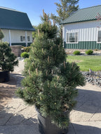 Pine, Mugo, Tannenbaum