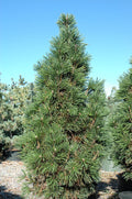 Pine, Mugo Columnar