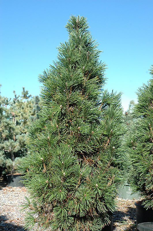 Pine, Mugo Columnar